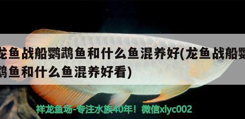 龙鱼战船鹦鹉鱼和什么鱼混养好(龙鱼战船鹦鹉鱼和什么鱼混养好看) 鹦鹉鱼