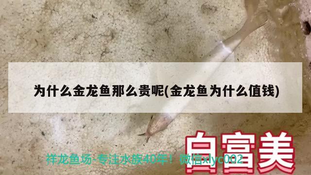 为什么金龙鱼那么贵呢(金龙鱼为什么值钱)