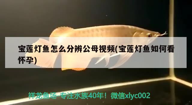 宝莲灯鱼怎么分辨公母视频(宝莲灯鱼如何看怀孕) 观赏鱼