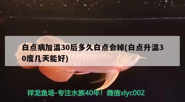 白点病加温30后多久白点会掉(白点升温30度几天能好)