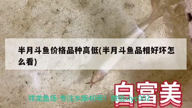 半月斗鱼价格品种高低(半月斗鱼品相好坏怎么看) 观赏鱼