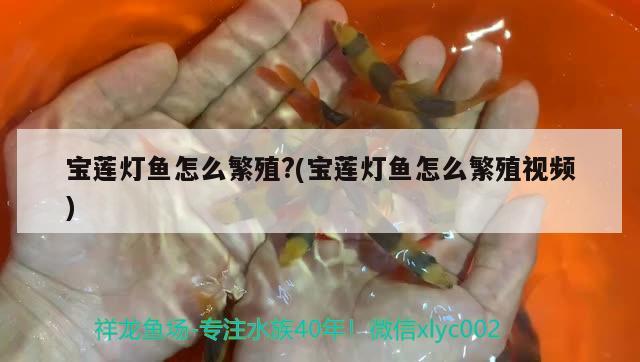 宝莲灯鱼怎么繁殖?(宝莲灯鱼怎么繁殖视频) 观赏鱼