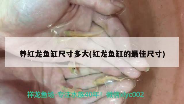 养红龙鱼缸尺寸多大(红龙鱼缸的最佳尺寸) 一眉道人鱼苗