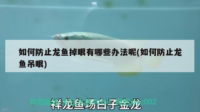 如何防止龙鱼掉眼有哪些办法呢(如何防止龙鱼吊眼)