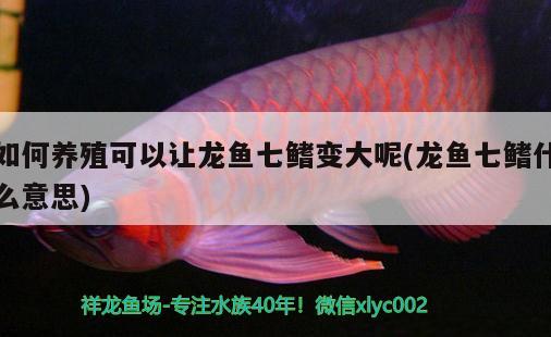 如何养殖可以让龙鱼七鳍变大呢(龙鱼七鳍什么意思) 祥龙进口元宝凤凰鱼