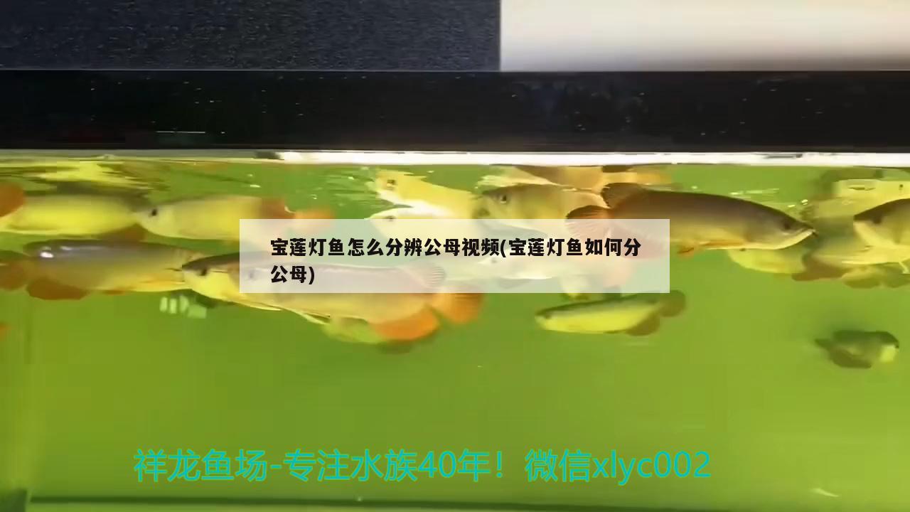 宝莲灯鱼怎么分辨公母视频(宝莲灯鱼如何分公母) 观赏鱼
