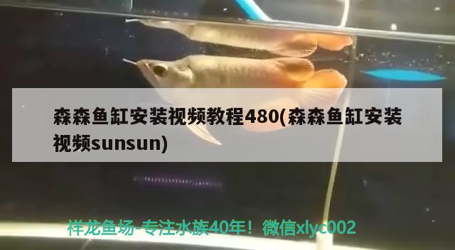 森森鱼缸安装视频教程480(森森鱼缸安装视频sunsun) 杰西卡恐龙鱼