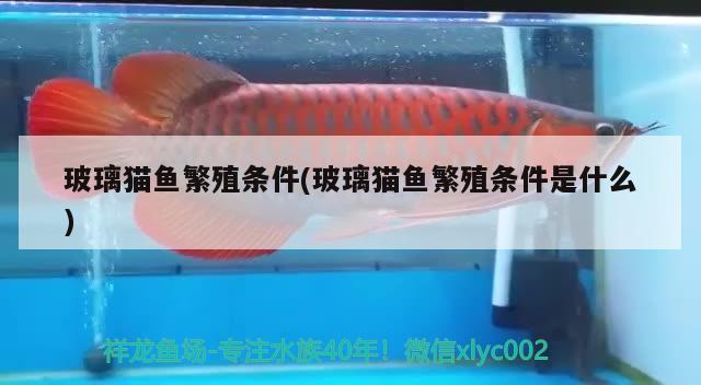 玻璃猫鱼繁殖条件(玻璃猫鱼繁殖条件是什么) 观赏鱼