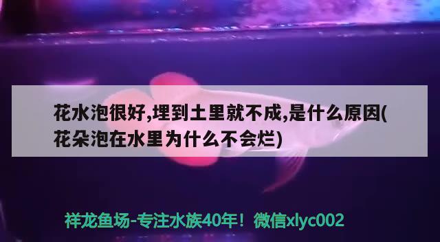 花水泡很好,埋到土里就不成,是什么原因(花朵泡在水里为什么不会烂) 观赏鱼