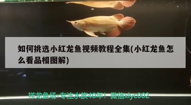 如何挑选小红龙鱼视频教程全集(小红龙鱼怎么看品相图解)