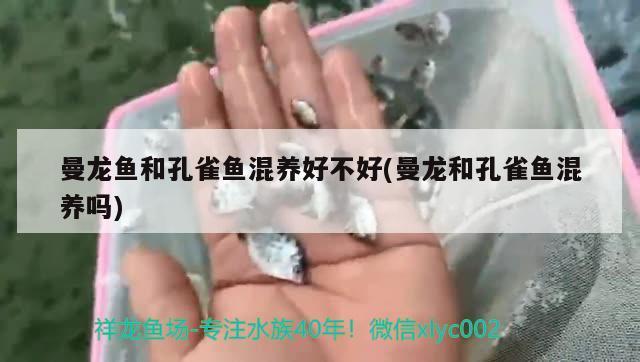 曼龙鱼和孔雀鱼混养好不好(曼龙和孔雀鱼混养吗)