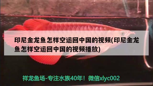 印尼金龙鱼怎样空运回中国的视频(印尼金龙鱼怎样空运回中国的视频播放)