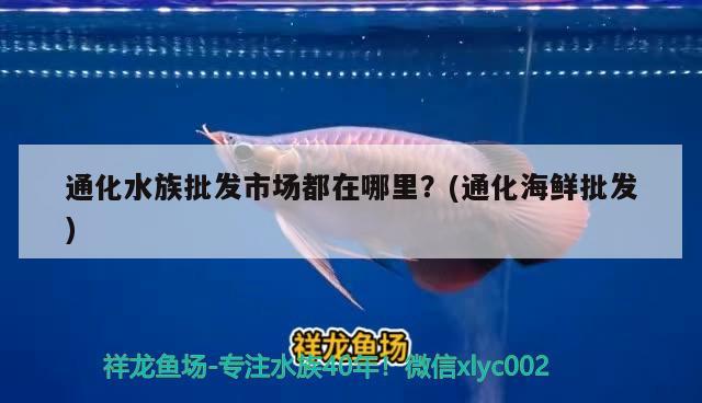 通化水族批发市场都在哪里？(通化海鲜批发) 观赏鱼水族批发市场