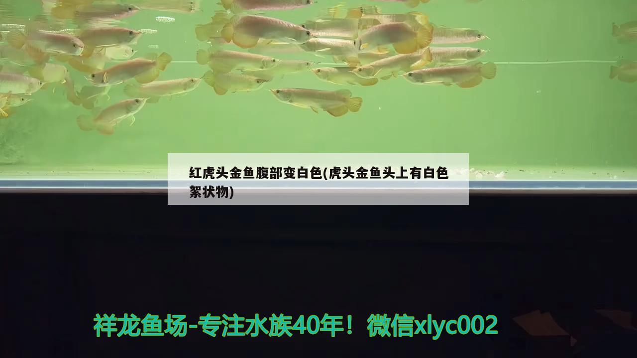 红虎头金鱼腹部变白色(虎头金鱼头上有白色絮状物) 观赏鱼