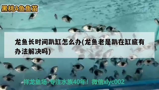 龙鱼长时间趴缸怎么办(龙鱼老是趴在缸底有办法解决吗) 养鱼的好处