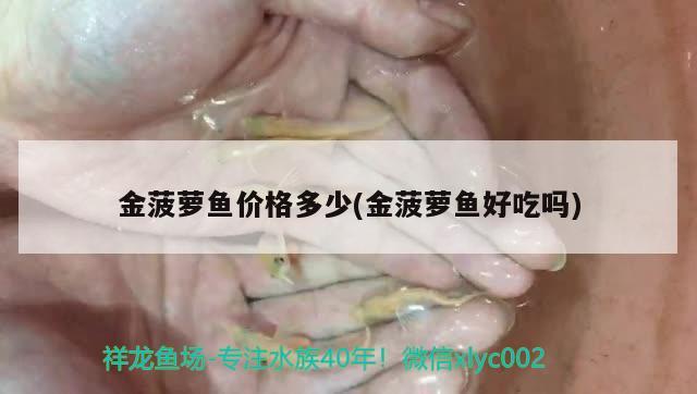 金菠萝鱼价格多少(金菠萝鱼好吃吗) 观赏鱼