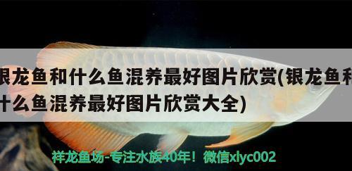 银龙鱼和什么鱼混养最好图片欣赏(银龙鱼和什么鱼混养最好图片欣赏大全)