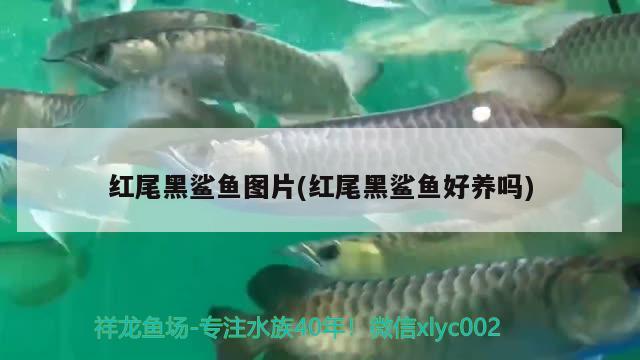 红尾黑鲨鱼图片(红尾黑鲨鱼好养吗) 观赏鱼