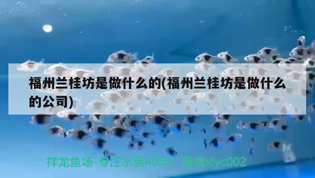 福州兰桂坊是做什么的(福州兰桂坊是做什么的公司)