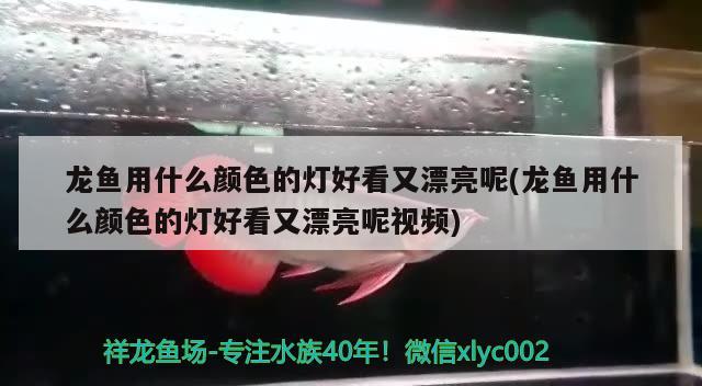 龙鱼用什么颜色的灯好看又漂亮呢(龙鱼用什么颜色的灯好看又漂亮呢视频)