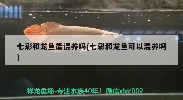 七彩和龙鱼能混养吗(七彩和龙鱼可以混养吗) 水族品牌