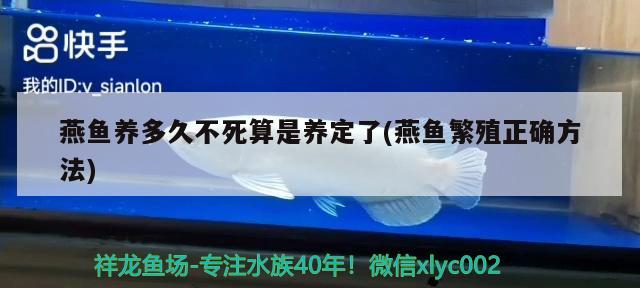 燕鱼养多久不死算是养定了(燕鱼繁殖正确方法)