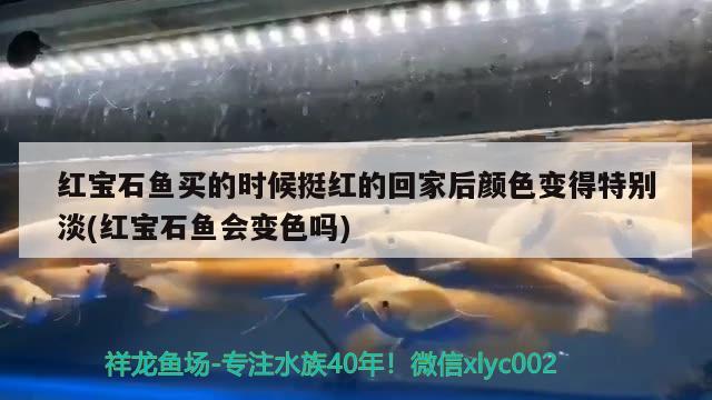 红宝石鱼买的时候挺红的回家后颜色变得特别淡(红宝石鱼会变色吗) 观赏鱼