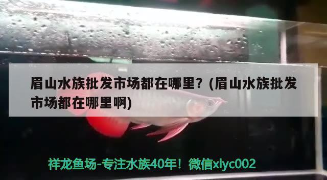 眉山水族批发市场都在哪里？(眉山水族批发市场都在哪里啊) 观赏鱼水族批发市场