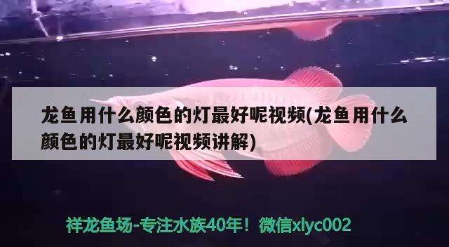 龙鱼用什么颜色的灯最好呢视频(龙鱼用什么颜色的灯最好呢视频讲解)