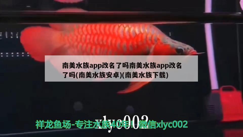 南美水族app改名了吗南美水族app改名了吗(南美水族安卓)(南美水族下载) 超血红龙鱼