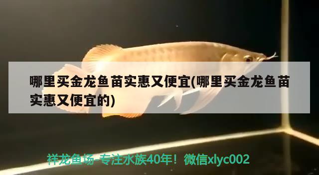 哪里买金龙鱼苗实惠又便宜(哪里买金龙鱼苗实惠又便宜的) 祥龙水族医院