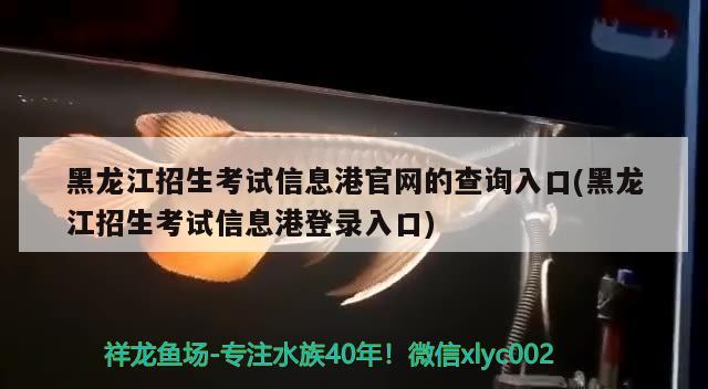 黑龙江招生考试信息港官网的查询入口(黑龙江招生考试信息港登录入口)