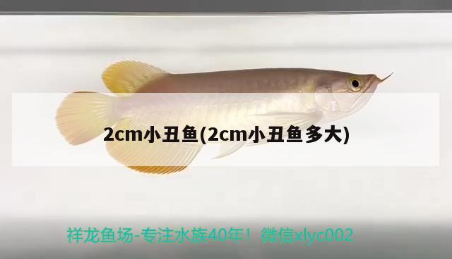 2cm小丑鱼(2cm小丑鱼多大) 海水鱼 第2张