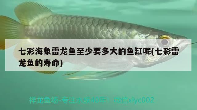 七彩海象雷龙鱼至少要多大的鱼缸呢(七彩雷龙鱼的寿命) 狗仔招财猫鱼