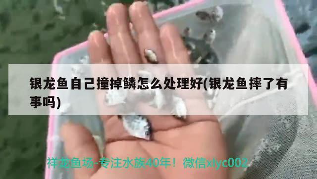 银龙鱼自己撞掉鳞怎么处理好(银龙鱼摔了有事吗)