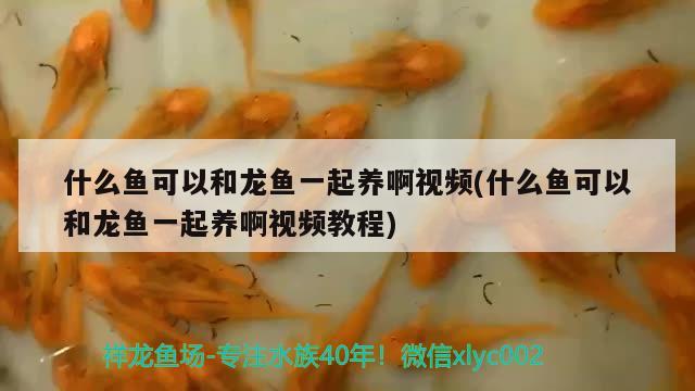 什么鱼可以和龙鱼一起养啊视频(什么鱼可以和龙鱼一起养啊视频教程) 撒旦鸭嘴鱼