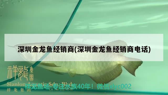 深圳金龙鱼经销商(深圳金龙鱼经销商电话) 申古三间鱼