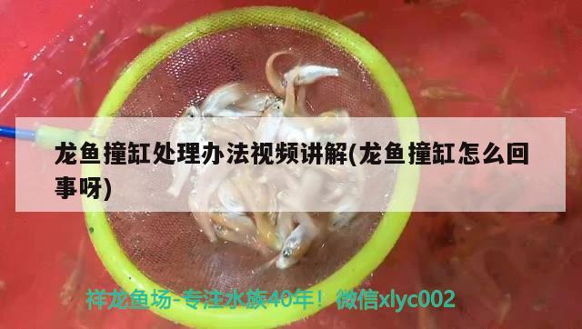 龙鱼撞缸处理办法视频讲解(龙鱼撞缸怎么回事呀)