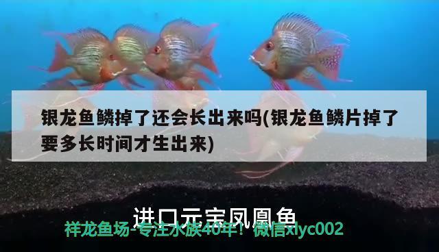 银龙鱼鳞掉了还会长出来吗(银龙鱼鳞片掉了要多长时间才生出来)