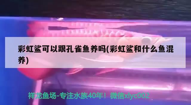 彩虹鲨可以跟孔雀鱼养吗(彩虹鲨和什么鱼混养)