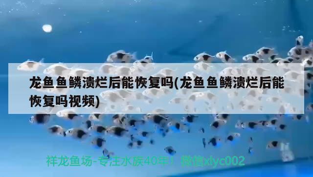 龙鱼鱼鳞溃烂后能恢复吗(龙鱼鱼鳞溃烂后能恢复吗视频) 印尼三纹虎