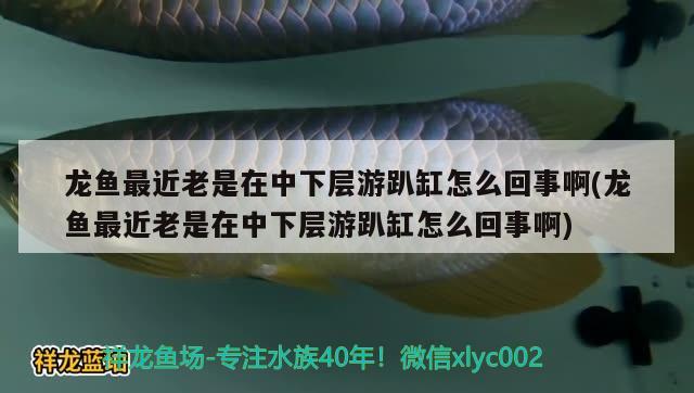 龙鱼最近老是在中下层游趴缸怎么回事啊(龙鱼最近老是在中下层游趴缸怎么回事啊) 狗仔招财猫鱼