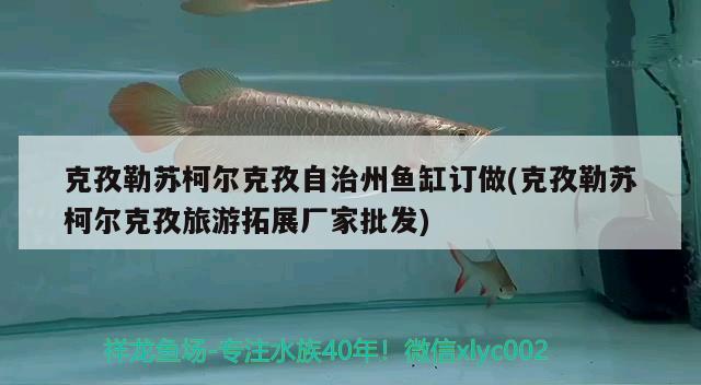 克孜勒苏柯尔克孜自治州鱼缸订做(克孜勒苏柯尔克孜旅游拓展厂家批发) 红眼黄化幽灵火箭鱼|皇家火箭鱼