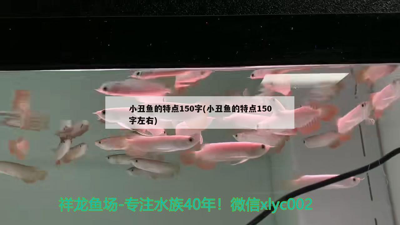 小丑鱼的特点150字(小丑鱼的特点150字左右) 海水鱼