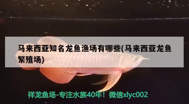 马来西亚知名龙鱼渔场有哪些(马来西亚龙鱼繁殖场) 祥龙进口元宝凤凰鱼