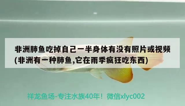 非洲肺鱼吃掉自己一半身体有没有照片或视频(非洲有一种肺鱼,它在雨季疯狂吃东西)