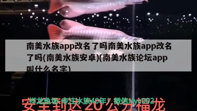 南美水族app改名了吗南美水族app改名了吗(南美水族安卓)(南美水族论坛app叫什么名字) 白子银龙苗（黄化银龙苗）