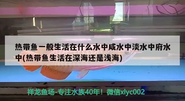 热带鱼一般生活在什么水中咸水中淡水中府水中(热带鱼生活在深海还是浅海)