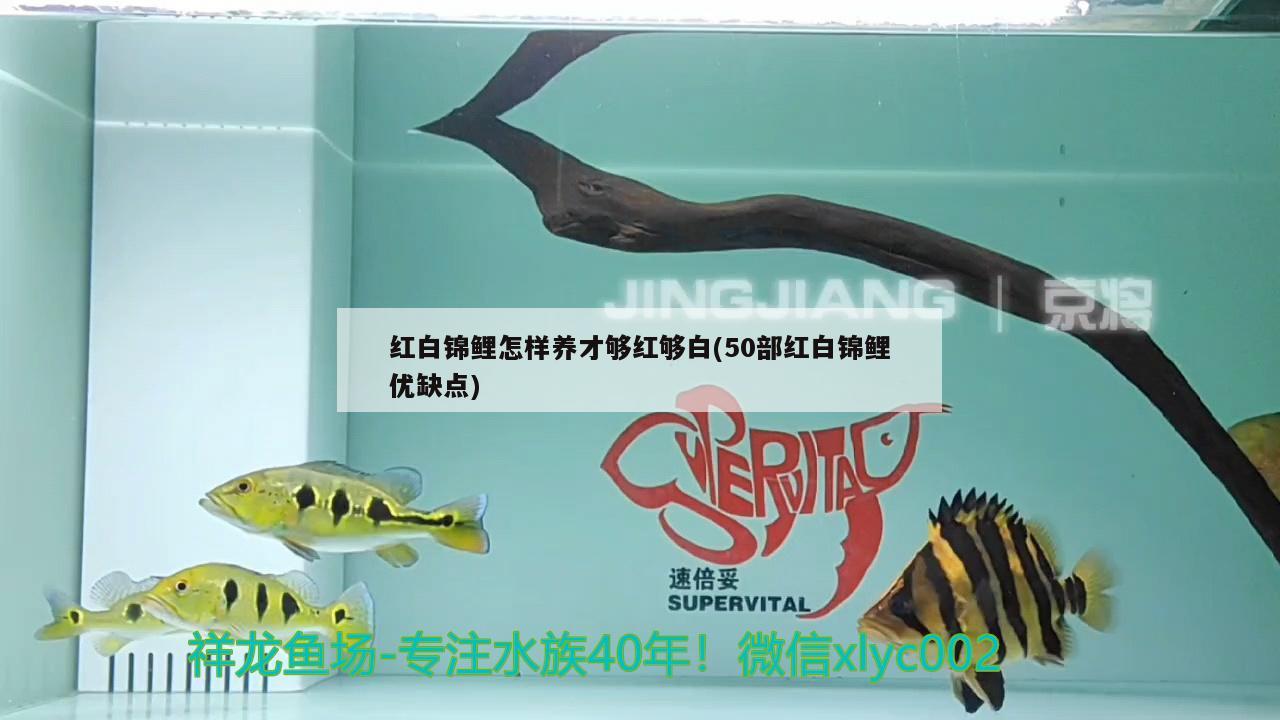 红白锦鲤怎样养才够红够白(50部红白锦鲤优缺点) 红白锦鲤鱼