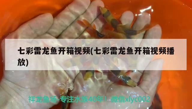 七彩雷龙鱼开箱视频(七彩雷龙鱼开箱视频播放) 黄鳍鲳鱼